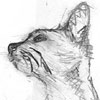 Un gato dibujado por Msondo